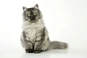 Chincilla: Chincilla X Persian.dark silver smoke Cat