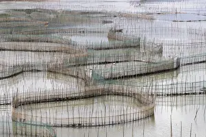 Elevage: Chine, Chine du Sud, Province de Fujiang