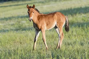 Poulain: Chine, Mongolie interieure Province de Heibei