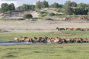 Domestiques: Chine, Mongolie interieure Province de Heibei