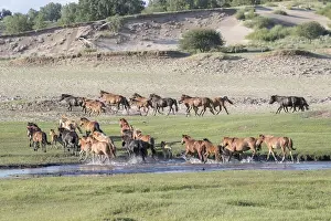Domestiques: Chine, Mongolie interieure Province de Heibei