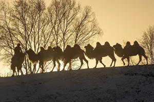 Bactrianus: Chine, Mongolie interieure Province de Heibei