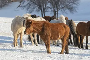 Neige: Chine, Mongolie interieure Province de Heibei