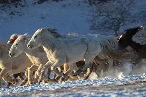 Neige: Chine, Mongolie interieure Province de Heibei