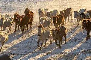 Neige: Chine, Mongolie interieure Province de Heibei