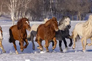 Neige: Chine, Mongolie interieure Province de Heibei