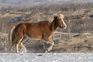 Neige: Chine, Mongolie interieure Province de Heibei