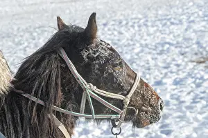 Neige: Chine, Mongolie interieure Province de Heibei