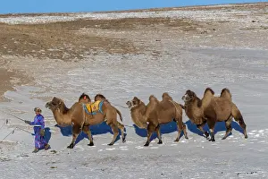Bactrianus: Chine, Mongolie interieure Province de Heibei