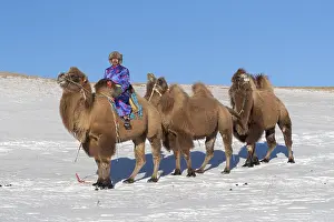 Bactrianus: Chine, Mongolie interieure Province de Heibei