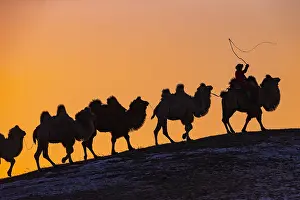 Bactrianus: Chine, Mongolie interieure Province de Heibei