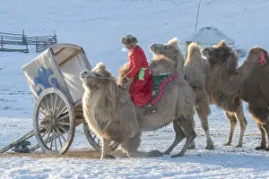 Bactrianus: Chine, Mongolie interieure Province de Heibei