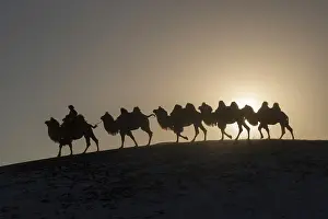 Bactrianus: Chine, Mongolie interieure Province de Heibei