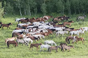 Cheval: Chine, Mongolie interieure Province de Heibei