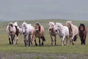 Mouvement: Chine, Mongolie interieure Province de Heibei