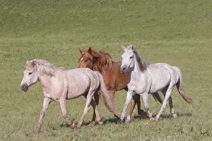 Domestiques: Chine, Mongolie interieure Province de Heibei