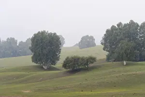 Arbres: Chine, Mongolie interieure Province de Heibei