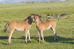 Tong: Chine, Mongolie interieure Province de Heibei