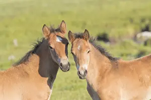Tong: Chine, Mongolie interieure Province de Heibei