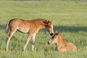 Tong: Chine, Mongolie interieure Province de Heibei