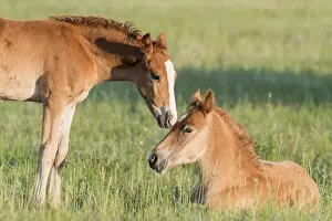 Tong: Chine, Mongolie interieure Province de Heibei