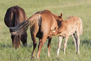 Tong: Chine, Mongolie interieure Province de Heibei