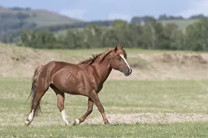 Tong: Chine, Mongolie interieure Province de Heibei