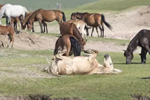 Tong: Chine, Mongolie interieure Province de Heibei