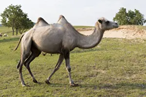 Bactrianus: Chine, Mongolie interieure Province de Heibei