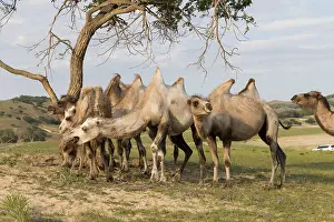 Bactrianus: Chine, Mongolie interieure Province de Heibei