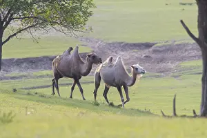 Bactrianus: Chine, Mongolie interieure Province de Heibei