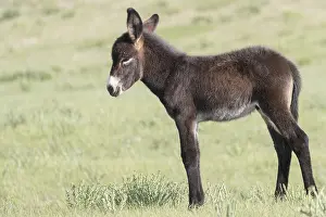 Tong: Chine, Mongolie interieure Province de Heibei