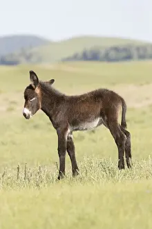 Tong: Chine, Mongolie interieure Province de Heibei