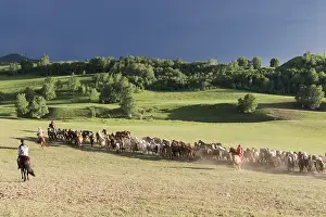 Cavalier: Chine, Mongolie interieure Province de Heibei