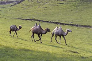 Bactrianus: Chine, Mongolie interieure Province de Heibei
