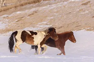 Neige: Chine, Mongolie interieure Province de Heibei