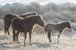 Neige: Chine, Mongolie interieure Province de Heibei