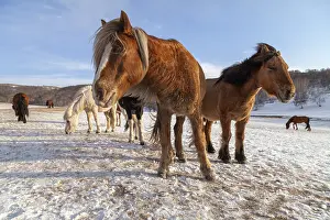 Neige: Chine, Mongolie interieure Province de Heibei