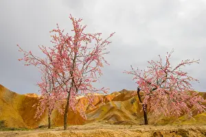 Serrulata: Chine, Province du Gansu, Zhangye, paysages