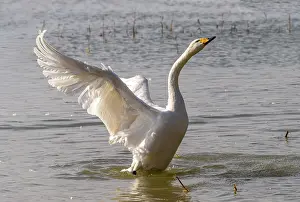 Palmipede: Chine, Province de Henan, Sanmenxia, Cygne chanteur