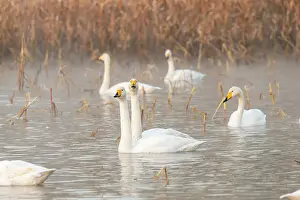 Palmipede: Chine, Province de Henan, Sanmenxia, Cygne chanteur