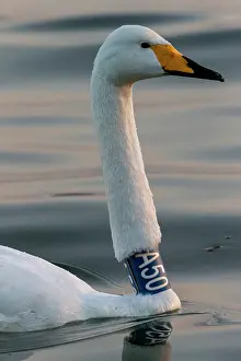 Palmipede: Chine, Province de Henan, Sanmenxia, Cygne chanteur
