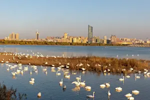 Palmipede: Chine, Province de Henan, Sanmenxia, Cygne chanteur