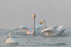 Ville: Chine, Province de Henan, Sanmenxia, Cygne chanteur