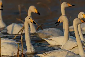 Ville: Chine, Province de Henan, Sanmenxia, Cygne chanteur