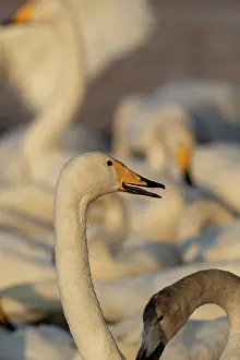 Ville: Chine, Province de Henan, Sanmenxia, Cygne chanteur