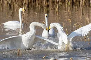 Ville: Chine, Province de Henan, Sanmenxia, Cygne chanteur