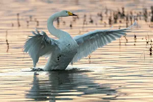 Ville: Chine, Province de Henan, Sanmenxia, Cygne chanteur