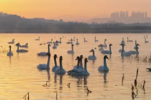 Coucher: Chine, Province de Henan, Sanmenxia, Cygne chanteur