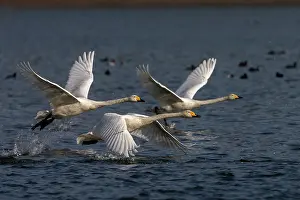 Chine: Chine, Province de Henan, Sanmenxia, Cygne chanteur